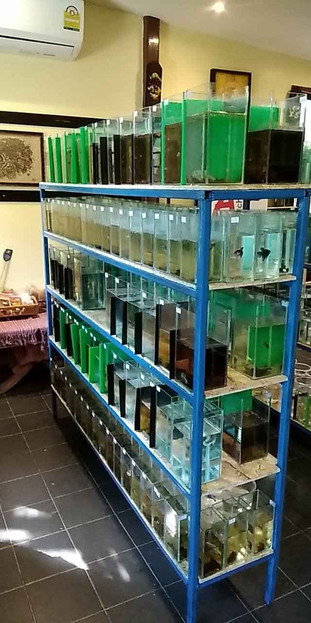 Wild betta and Mahachai betta tanks at AF Plakad Thai